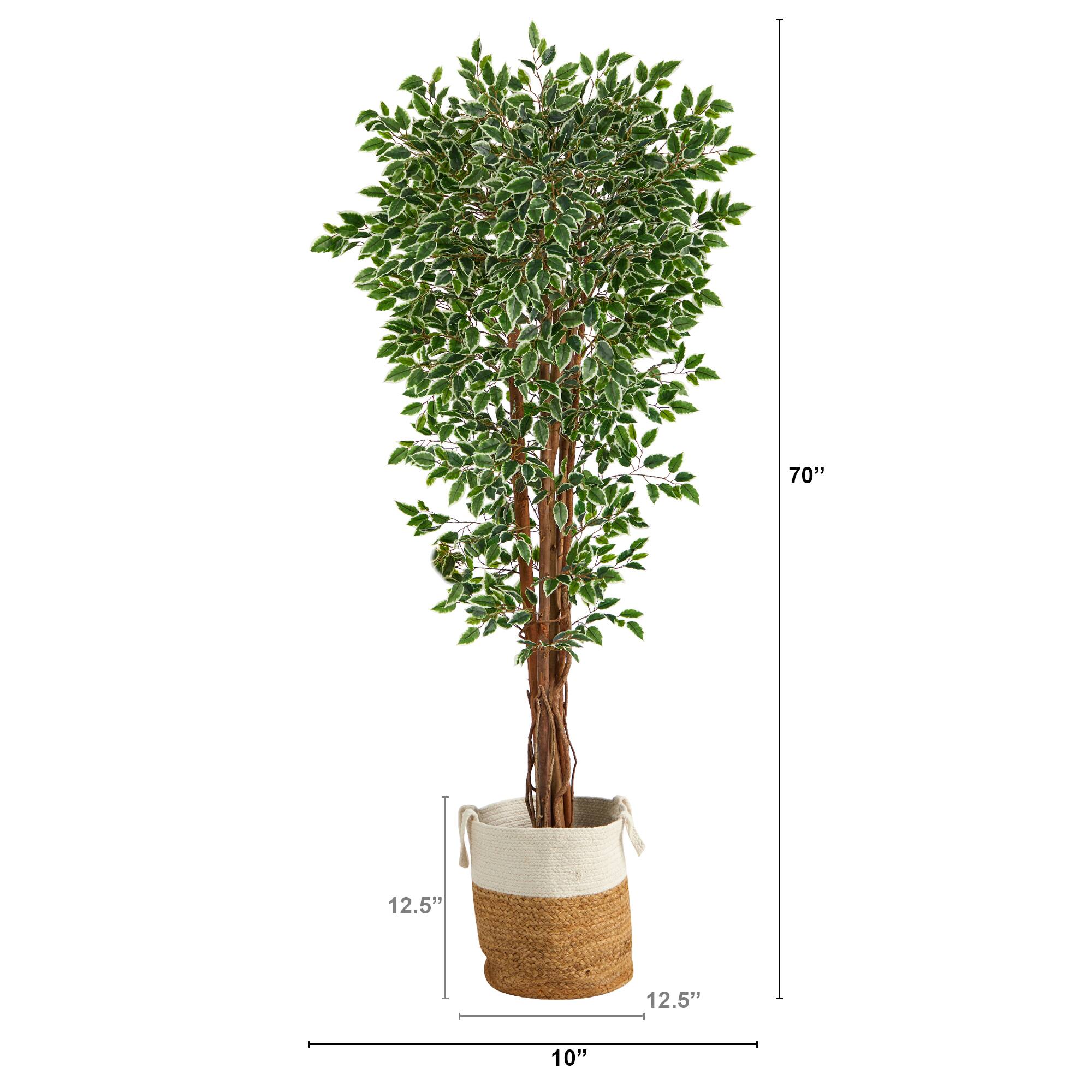 6ft. Variegated Ficus Tree in Handmade Natural Jute & Cotton Planter